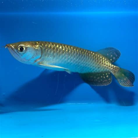 arowana jardini for sale.